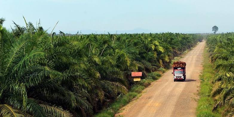 PT Eka Dura Indonesia Pastikan Sudah Bangun Kebun Plasma 25% dari HGU di Rokan Hulu