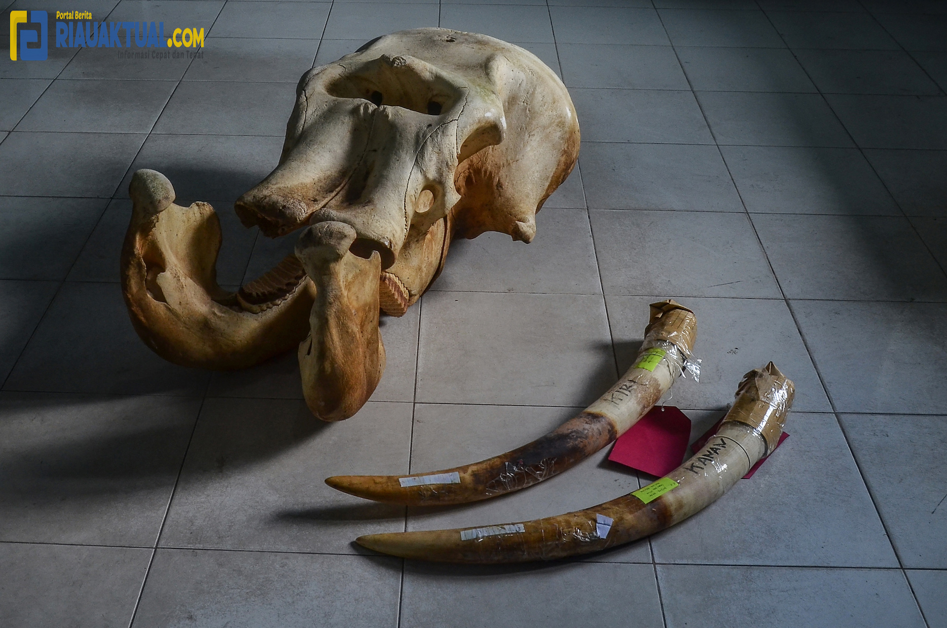 BBKSDA Riau Terima Barang Bukti Perburuan Gajah Sumatera