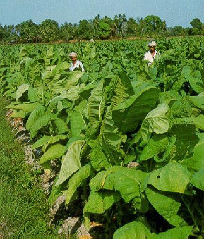 PP Tembakau Diberlakukan, Industri Rokok Skala Kecil Terancam