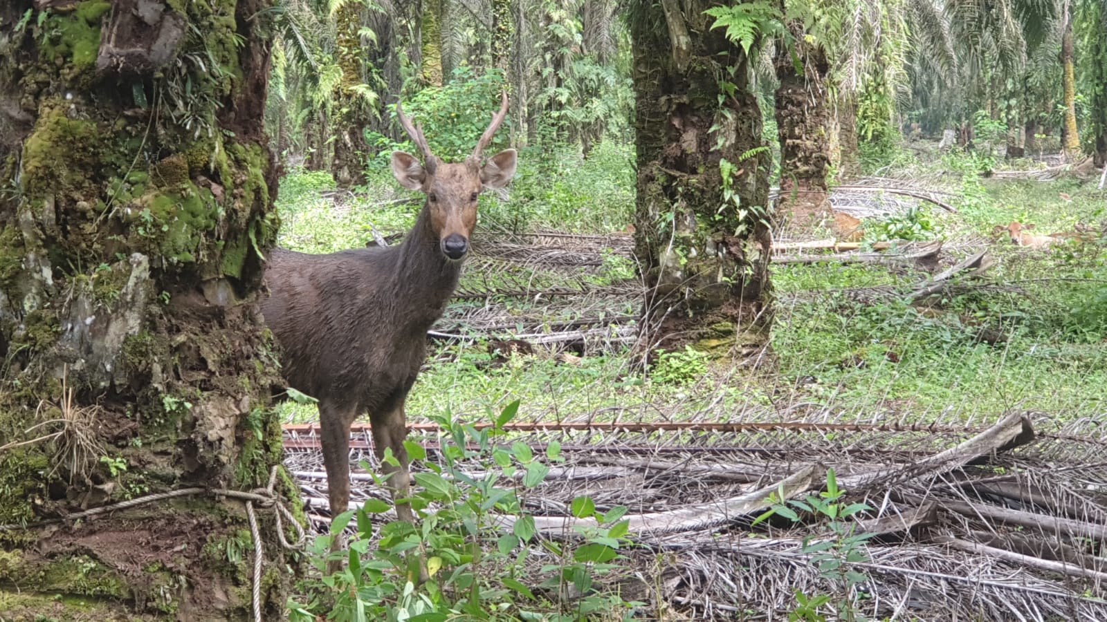 Masuk Kebun Warga, Satwa Dilindungi Rusa Sambar Muncul di Rohul
