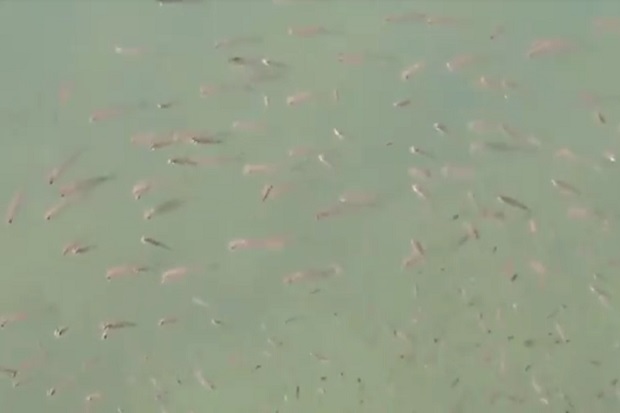 Heboh Tapanuli Tengah, Ribuan Ikan Dari Dasar Laut Bermunculan ke Permukaan