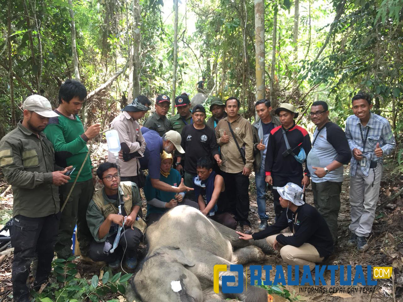 Foto Penyelamatan Anak Gajah Yang Terjerat di Area Konsesi PT RPI Indragiri Hulu