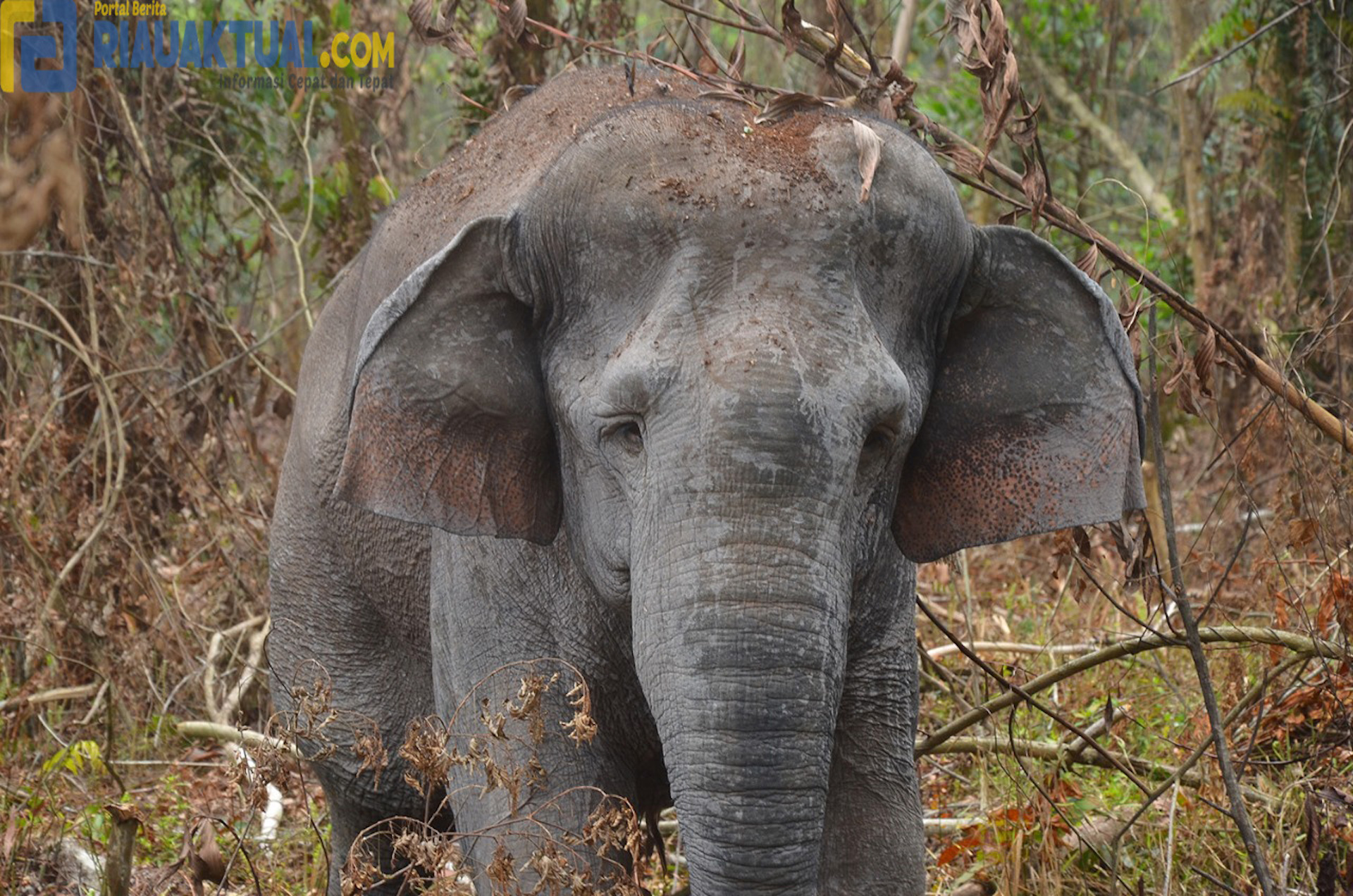 BBKSDA Riau Obati Gajah Betina di kawasan HTI Bengkalis