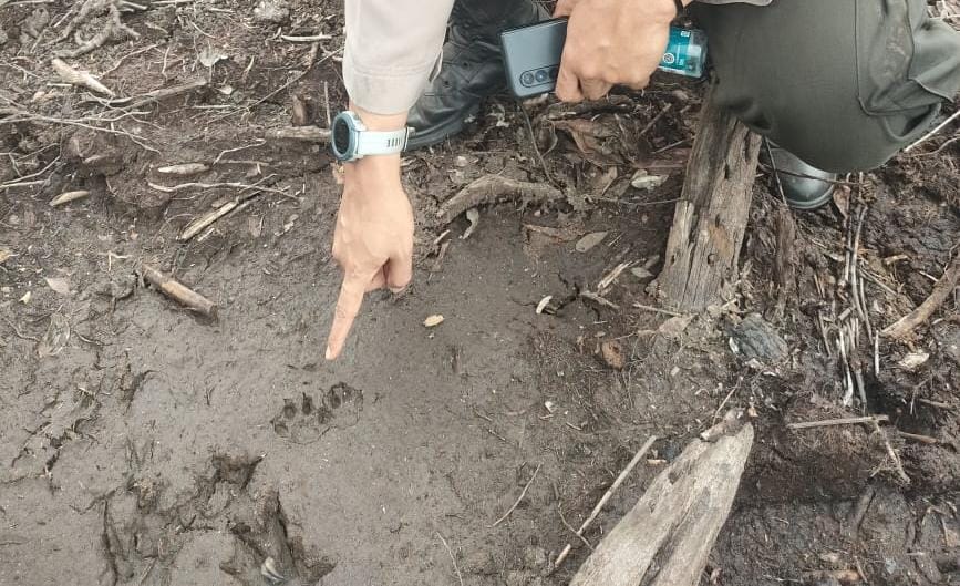 Jejak Harimau Sumatera Bikin Ketar Ketir Pemadam Kebakaran Lahan