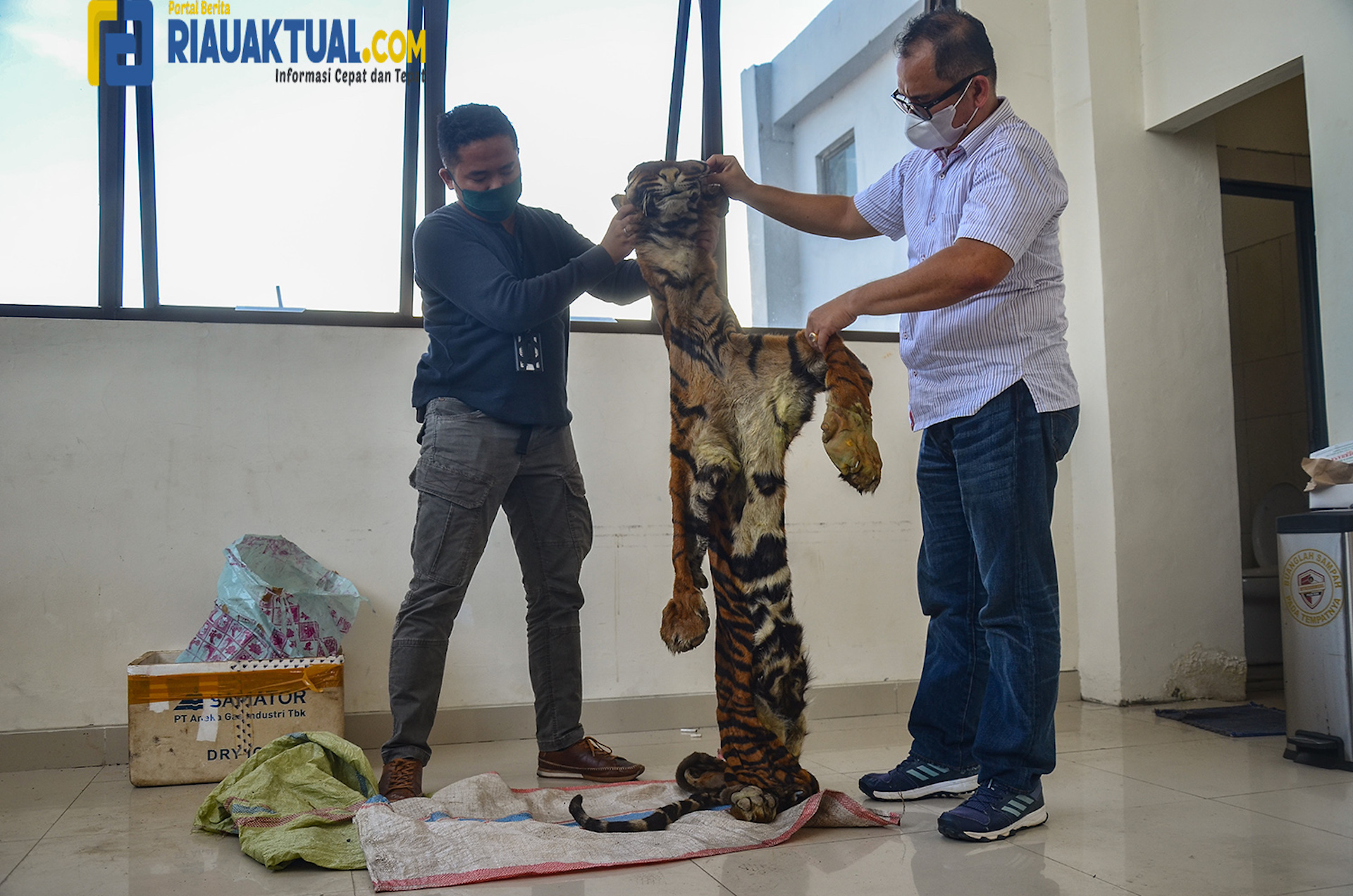 Penampakan Barang Bukti Kulit Harimau Yang Diamankan Ditreskrimsus Polda Bersama BBKSDA Riau