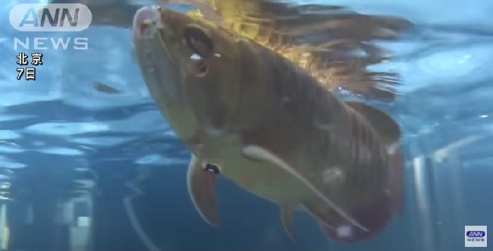 Cina Pamerkan Drone Bawah Air Berbentuk Ikan Arwana