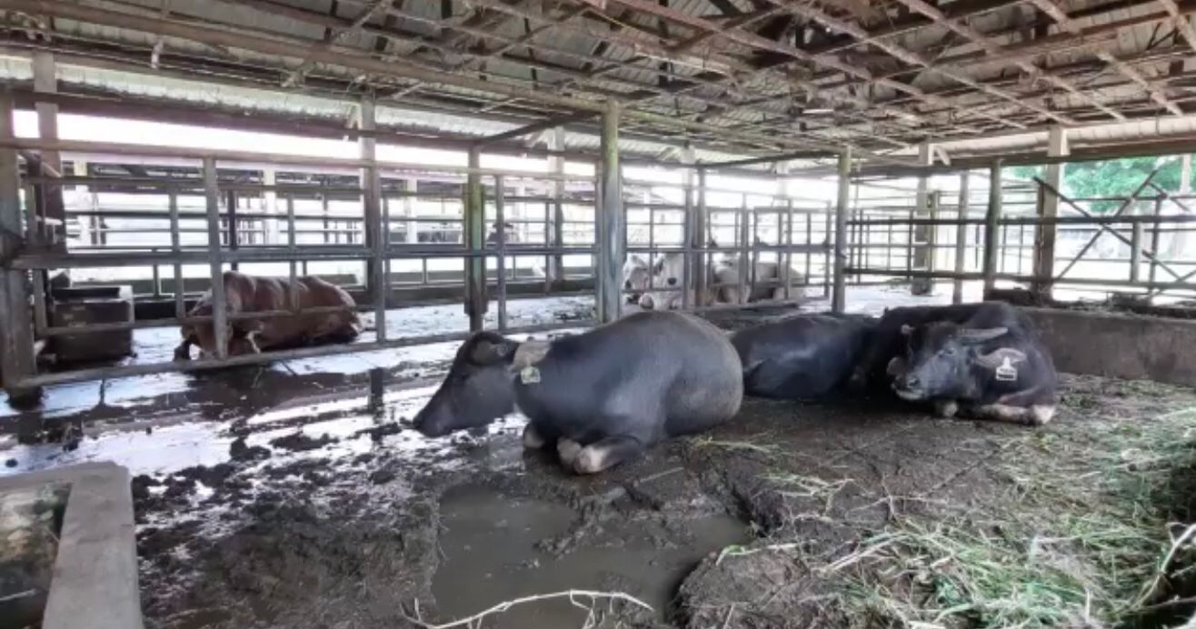 Gubernur Riau Sebut Wabah Penyakit LSD Masuk di Delapan Kabupaten Kota