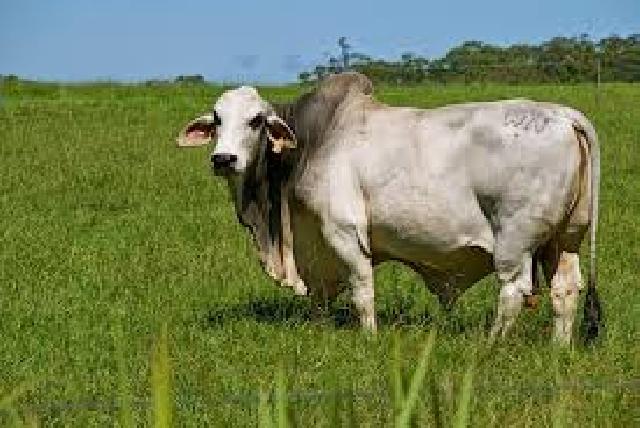 Oktober, 250 Sapi Bantuan Pusat Tiba di Kuansing