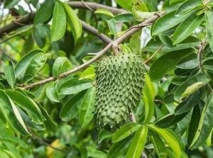 Cara Tepat Mengolah Daun Sirsak untuk Diabetes