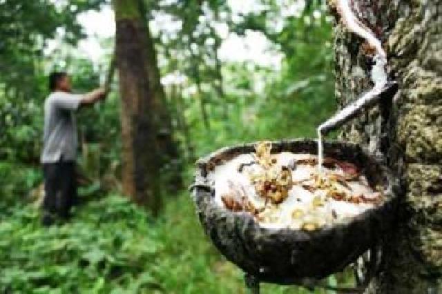 Harga Karet di Meranti Merosot, Petani Butuh Usaha Sampingan