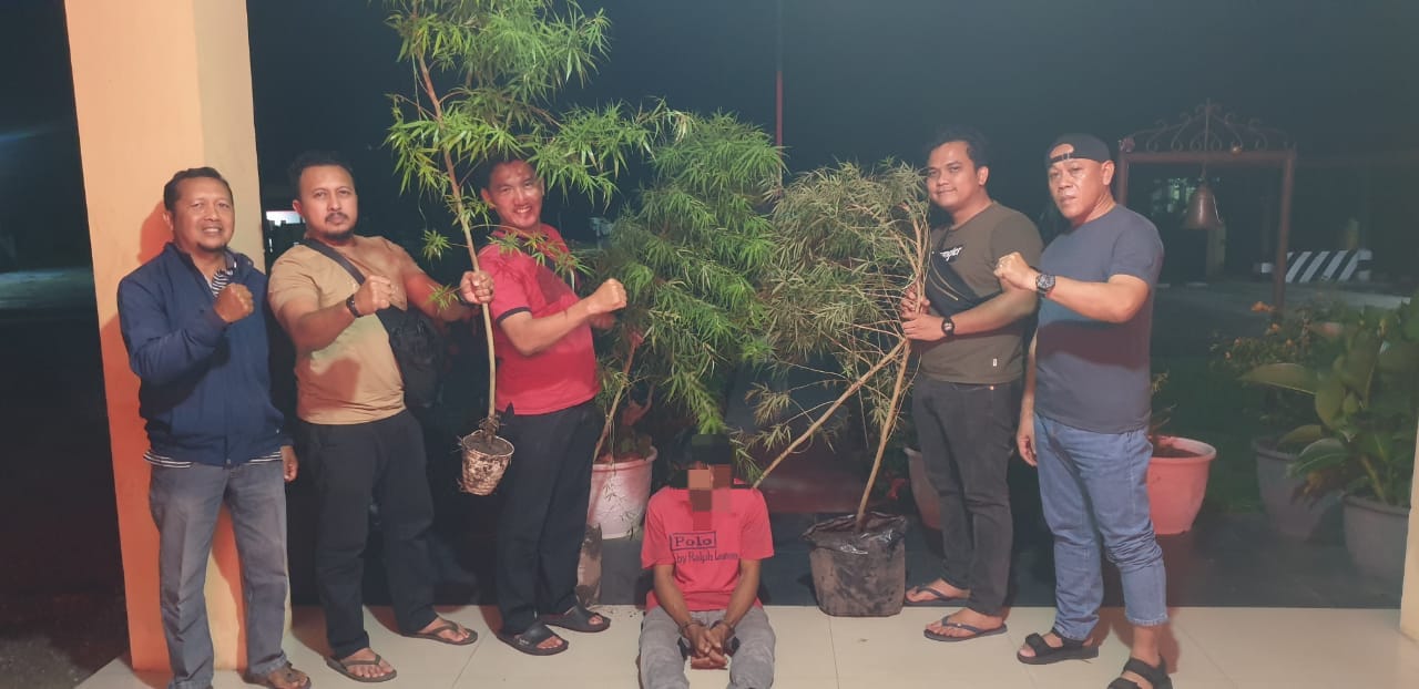 Nekat Tanam Ganja di Belakang Rumah, Warga Siak Hulu Ditangkap Polisi
