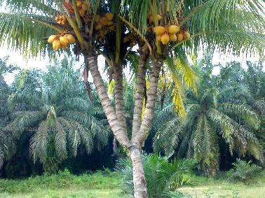 Kelapa Bercabang Empat di Kabupaten Kampar