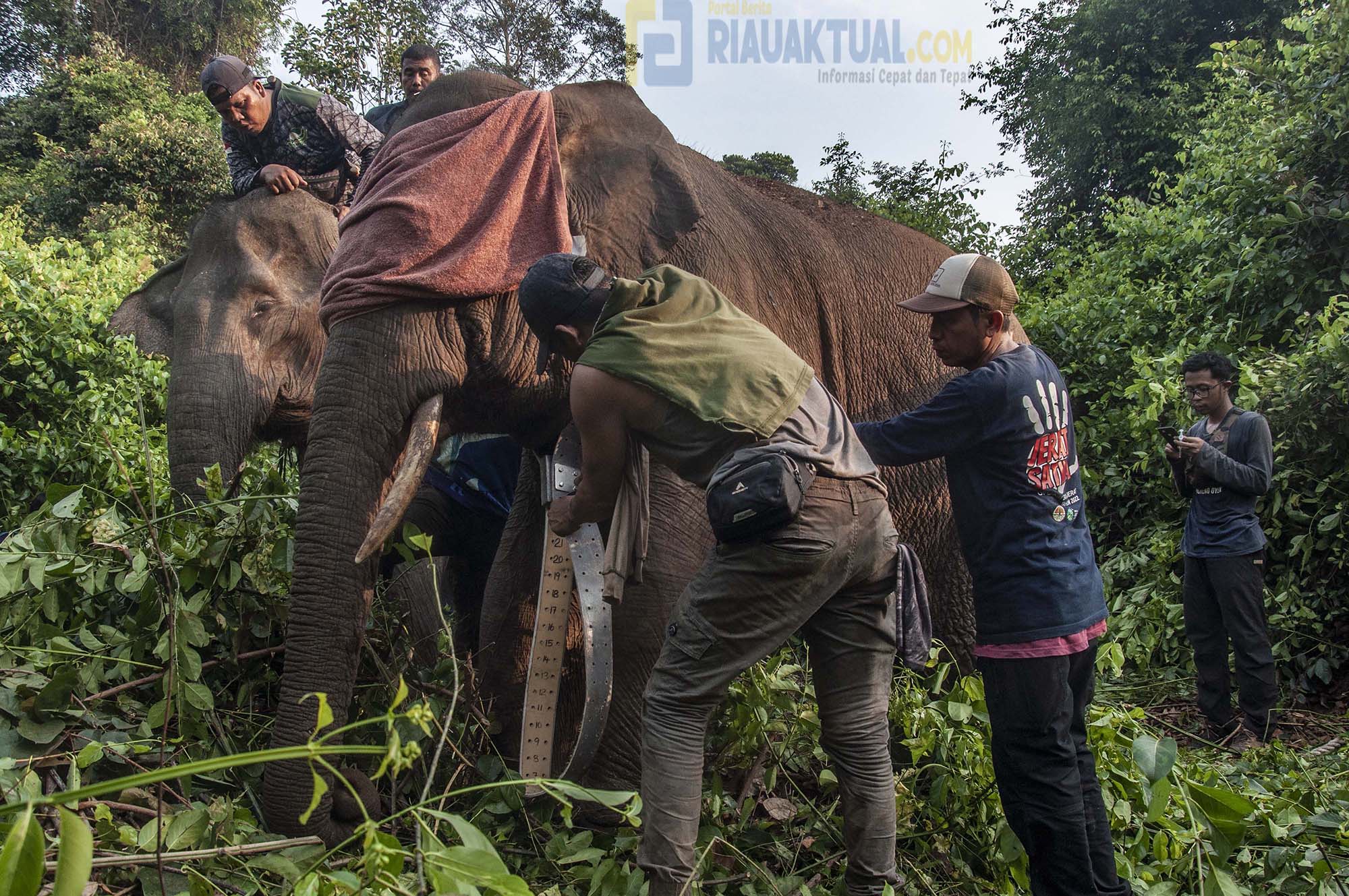 Pemasangan GPS Collar, Strategi Mitigasi Konflik Gajah Dengan Manusia