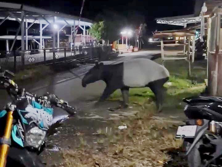 Kemunculan Tapir di Sungai Soriak Kuansing, Pertanda Musim Tanam Membaik