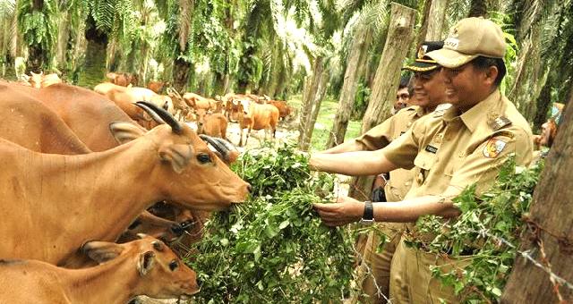 Pemko Pekanbaru Jadikan Geringging Pusat Percontohan Sapi Siska