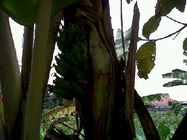 Pohon Pisang Berbuah Tanpa Jantung