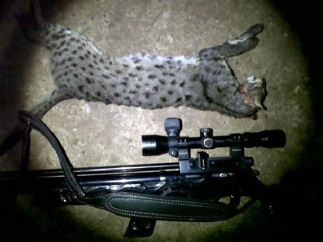 WWF: Perburuan Satwa Dilindungi di Sumatera Meningkat