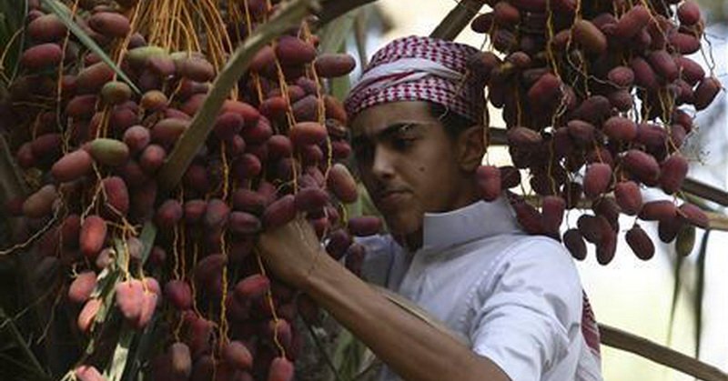 Buah Kurma Disebutkan dalam Alquran, Ini Keistimewaannya