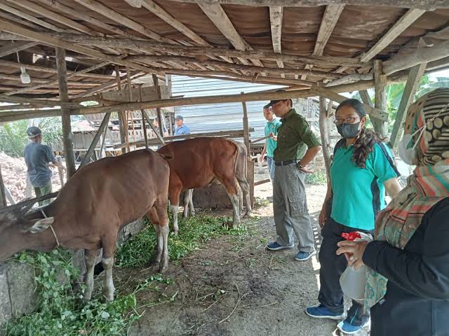 Waspadai PMK, Distankan Pekanbaru Suntik Vaksin 575 Ekor Hewan Ternak