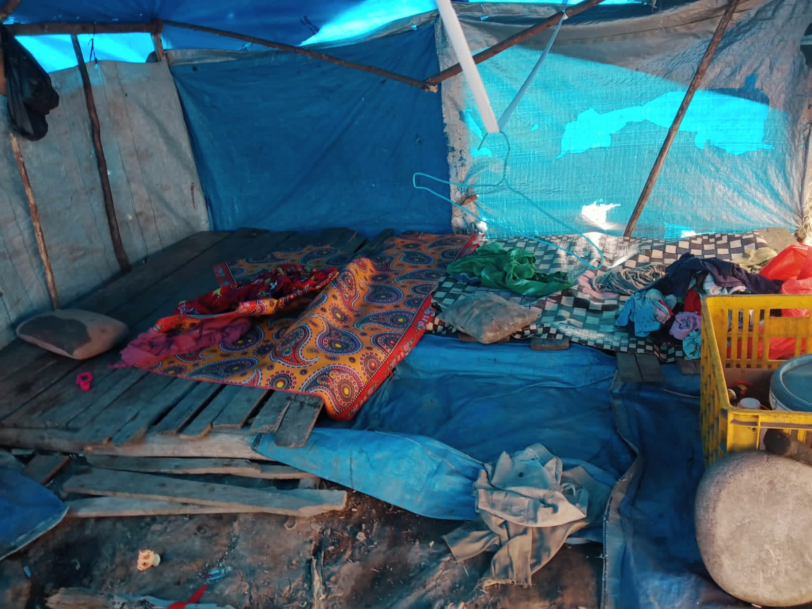 Diserang Harimau, Remaja 12 Tahun di Inhil Tewas