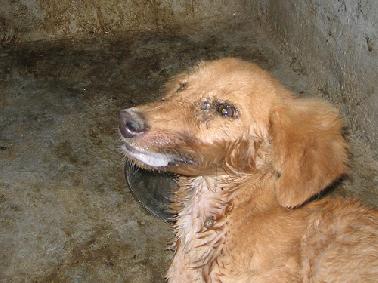 Distan Pekanbaru Targetkan 10 Ribu Vaksin Rabies