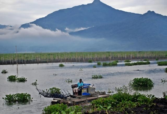 Danau Maninjau hanya menyisakan 14 spesies ikan
