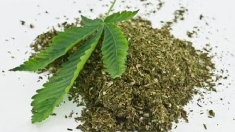 Selandia Baru Lakukan Referendum untuk Legalkan Ganja dan Eutanasia