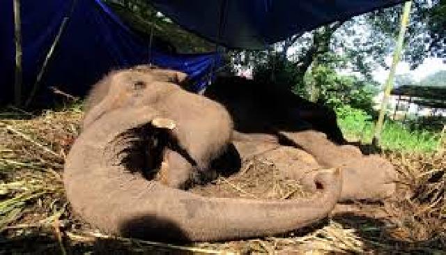 11 Dokter Autopsi Bangkai Gajah Yani