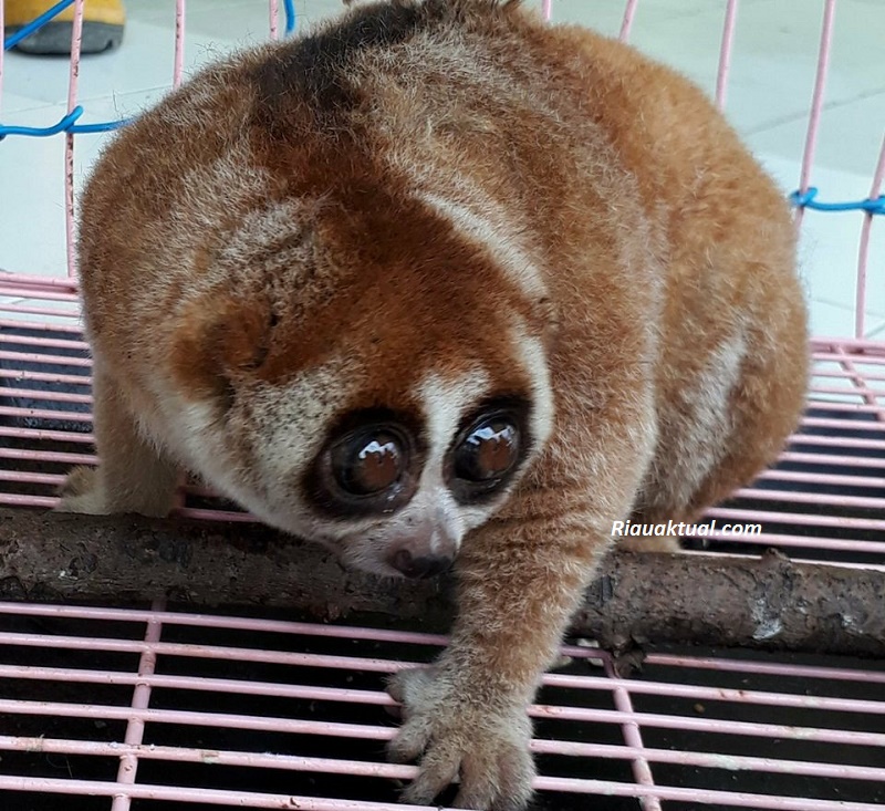 Warga Pekanbaru Selamatkan Kukang Sedang Kebingungan di Jalan Raya