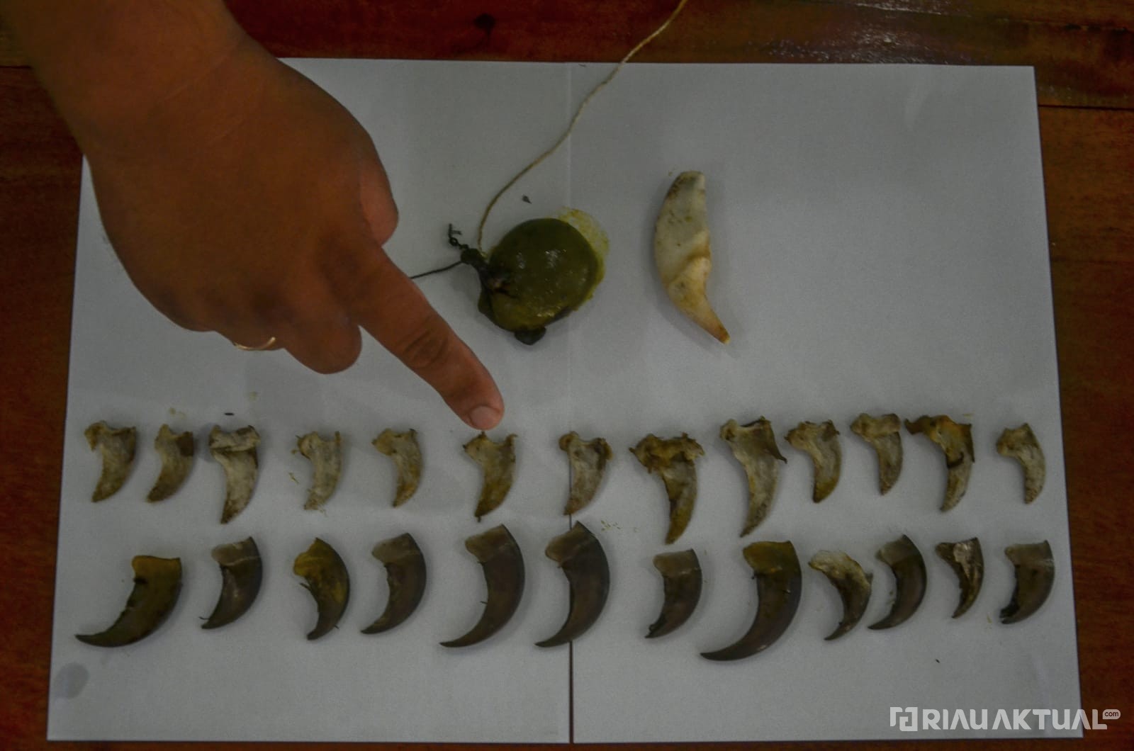 Ini Hasil Penelurusan BBKSDA Riau Terkait Foto Viral Satu Keluarga Yang Berselfi Dengan Beruang