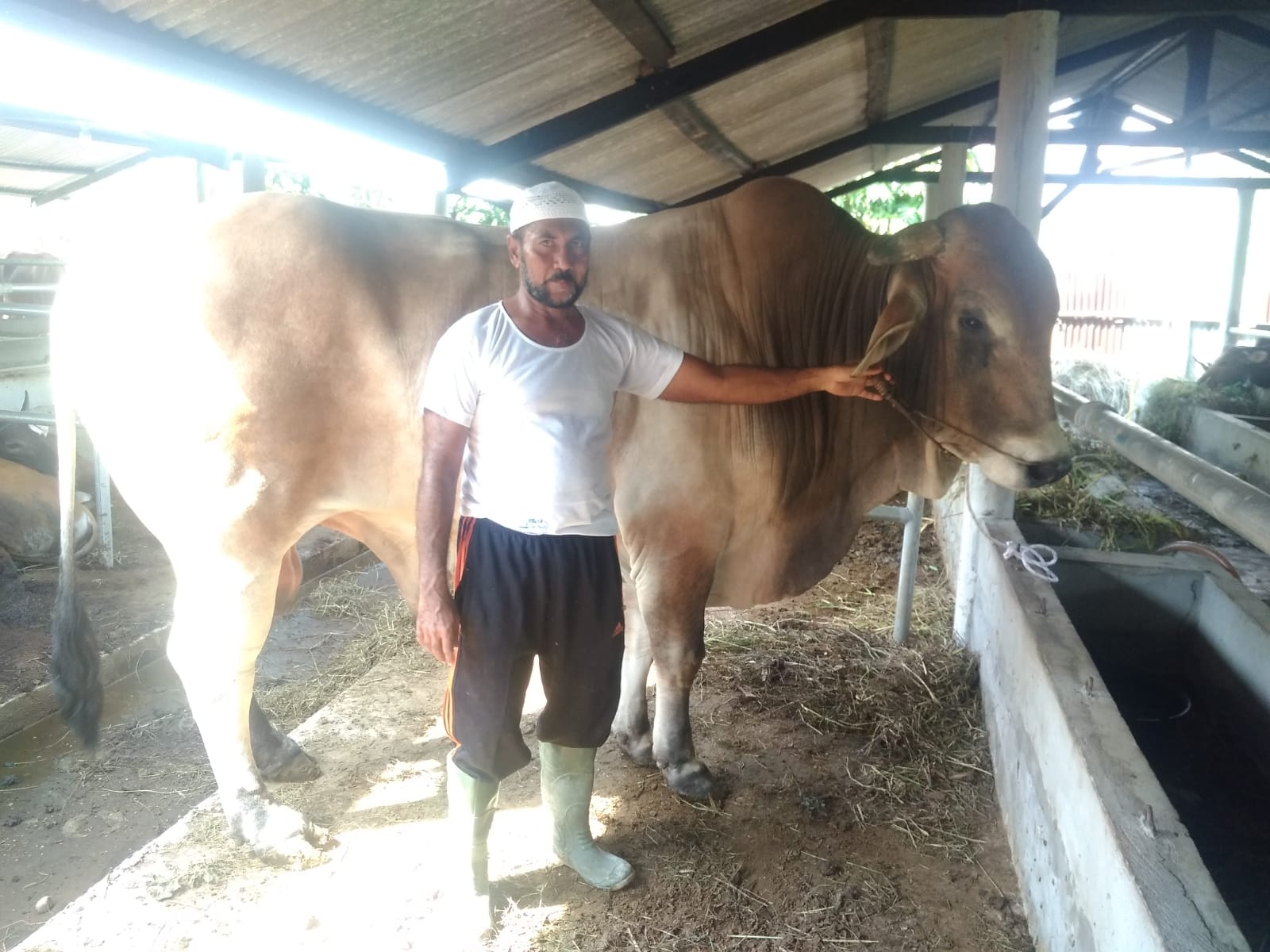 Anggota DPRD Pekanbaru H Fathullah Akan Qurban Sapi Dengan Bobot 1,373 Ton