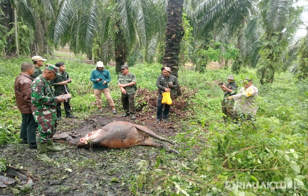 Ternak Warga di Dayun Diduga Dimangsa Harimau, BBKSDA Riau Pasang Kamera Trap