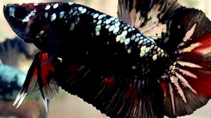 Kenalkan! Ikan Cupang Avatar, Ikan Hias Peliharaan Para Sultan