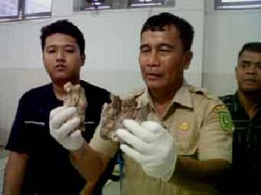 Tim Forensik: 'Itu Telapak Tangan Hewan yang Dibuang ke Tong Sampah'