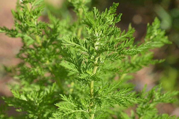 Siapa Sangka, Daun Ini Sanggup Bunuh Sel Kanker dalam Waktu 16 Jam