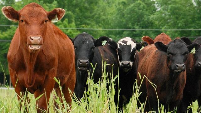 Anggaran Bantuan Sapi Potong Rp7 Miliar, Komisi Hearing Kadis Peternakan