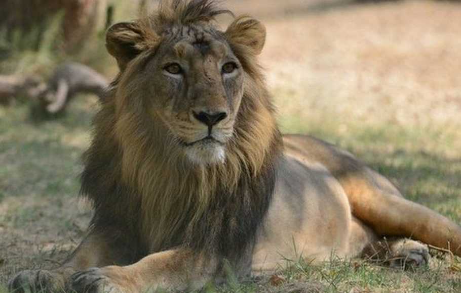 8 Singa di Kebun Binatang India Positif Covid-19