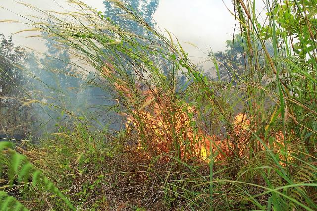 Lahan tak Terurus di Cipta Karya Terbakar, Pemadam Baru Datang 6 Jam Kemudian