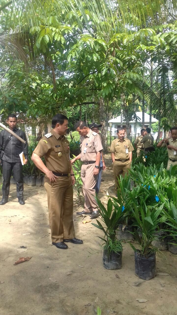 Wakil Bupati Kuansing Minta, Bibit Sawit yang Tak Layak Agar dikembalikan
