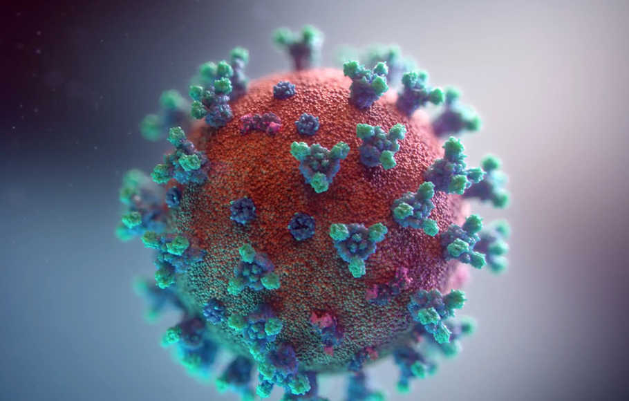 Empat Jenis Baru Virus Corona Ditemukan pada Kelelawar di Tiongkok