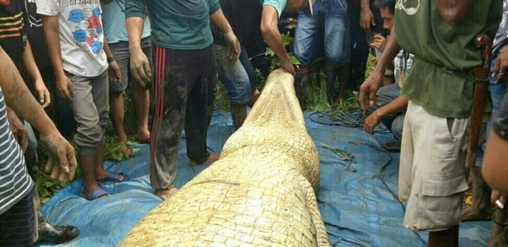 Ngeri! Andi Tewas Diterkam Buaya, Sisa Potongan Tubuh Masih di dalam Perut