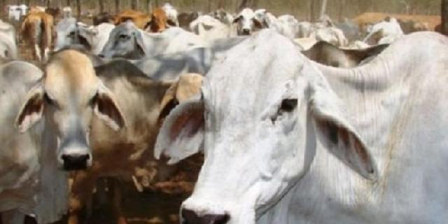Jadi Syarat Perizinanan, Kewajiban Impor Sapi Indukan Mulai Berlaku