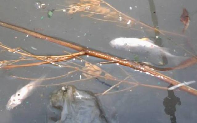 BLH Masih Menunggu Hasil Lab Terkait Matinya Ikan di Muara Kuku