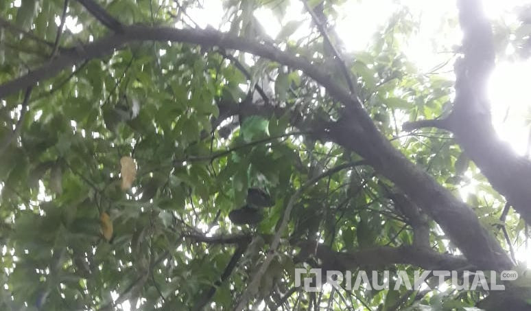 Geger! Warga Temukan Pria Tergantung di Pohon