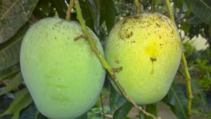 Makan Mangga Madu Ternyata Efektif Kurangi Kerutan di Wajah dalam Dua Bulan