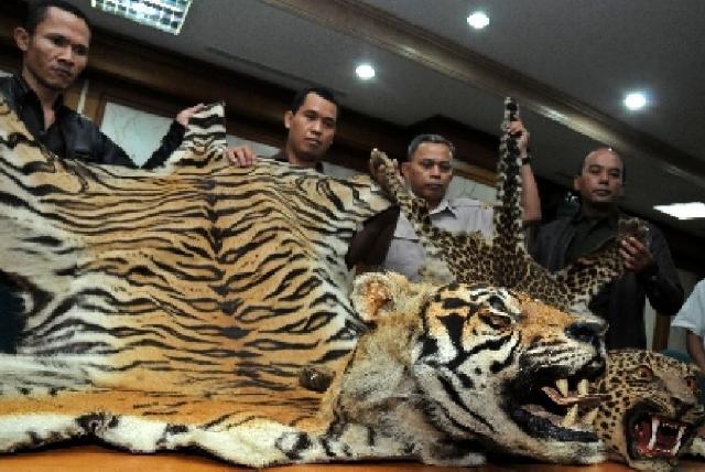 WWF Dukung Pemberantasan Penjualan Kulit Harimau Di Riau