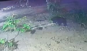 Beruang Masuk Kebun Karet Warga di Rohil, BBKSDA Riau: Cari Makan