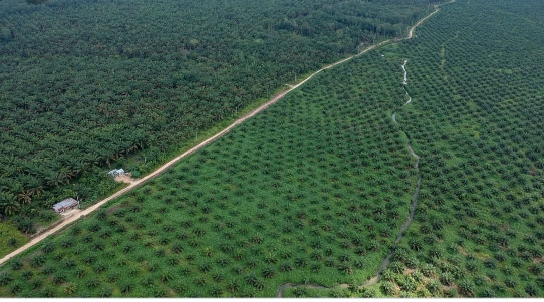 HGU Perkebunan Punya Kewenangan Konstitusional