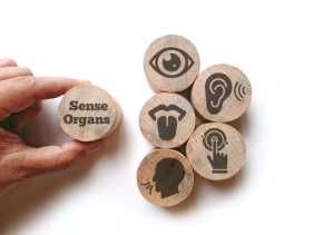 Bukan Cuma 5, Peneliti Ungkap Manusia Punya Lebih dari 30 Indra