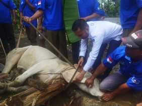 Demokrat Pekanbaru Sembelih 3 Sapi dan 5 Ekor Kambing 